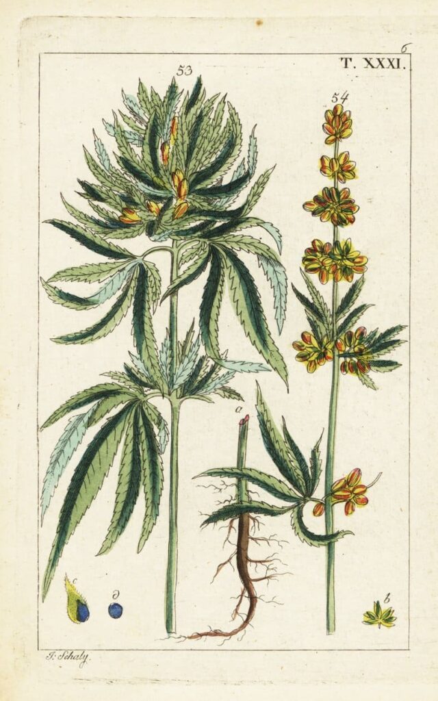 lithographie cannabis sativa