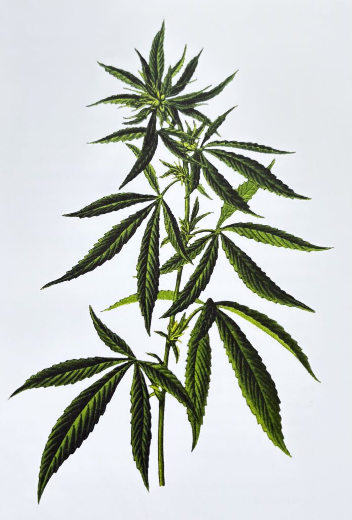 photo cannabis