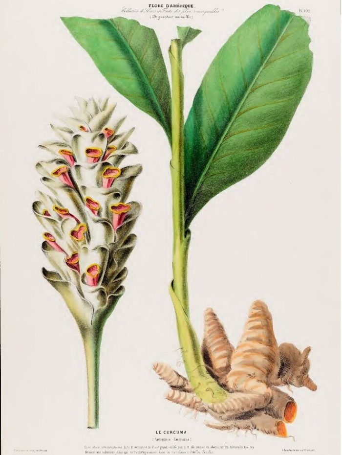 Affiche Pinterest curcuma